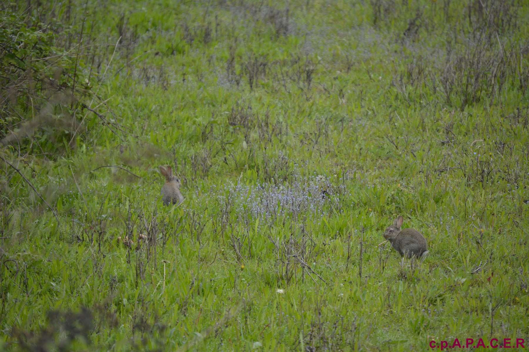 Les lapins dans la vegetation 
